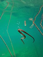 Emergency Flood And Dive